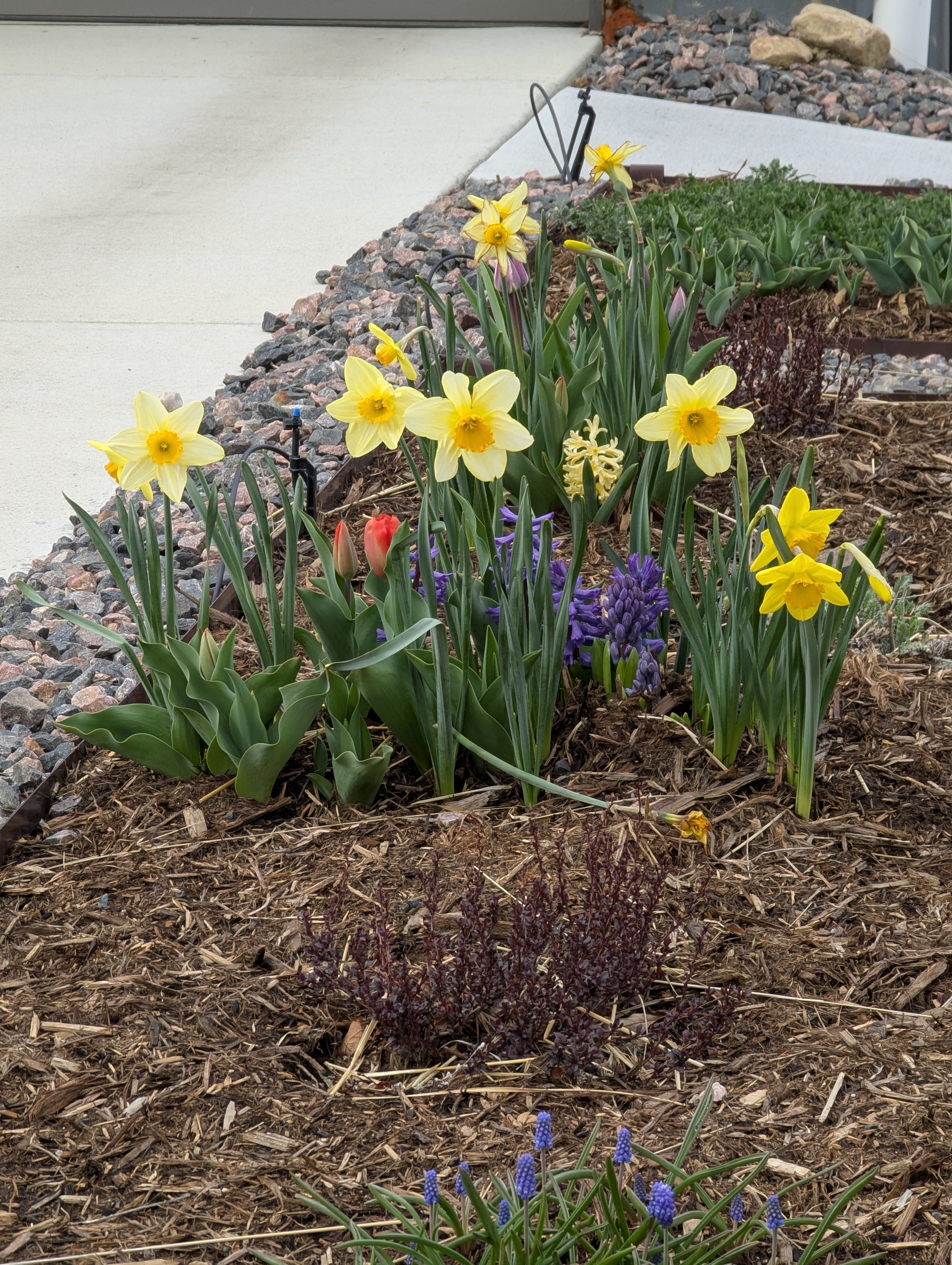 Daffodils, Hyacinth, Tulips, Morrison, Colorado